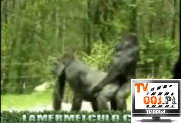 Goryleczki