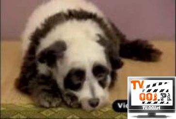 Panda na smyczy