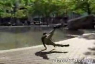 Ninja