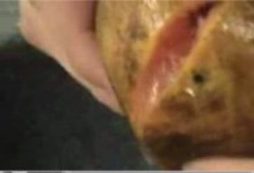 Grejpfruci orgazm